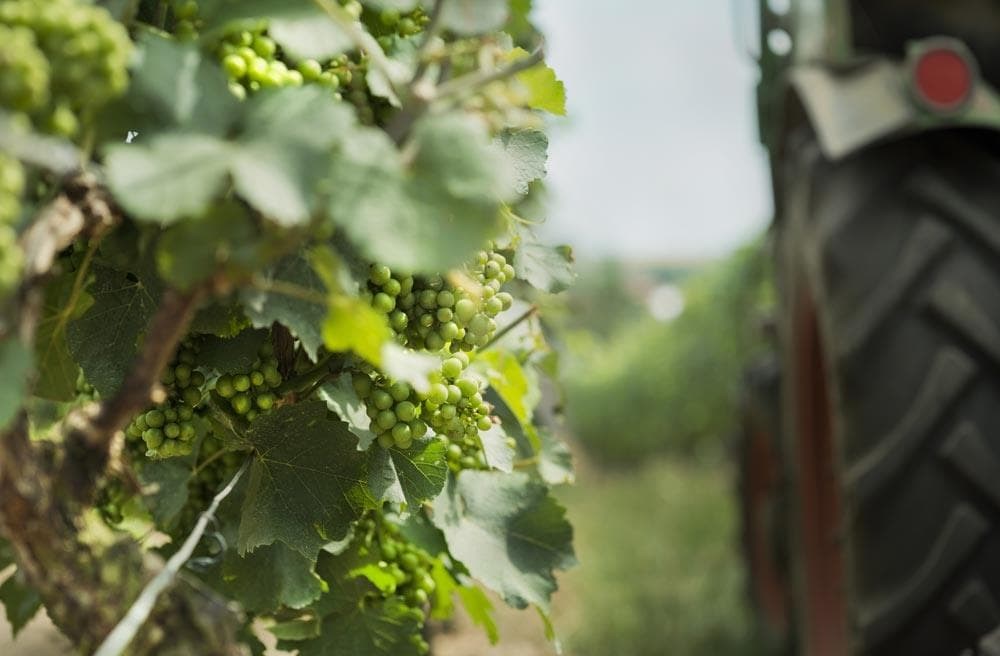 La asociación de viticultores Vendima logra una póliza de responsabilidad medioambiental