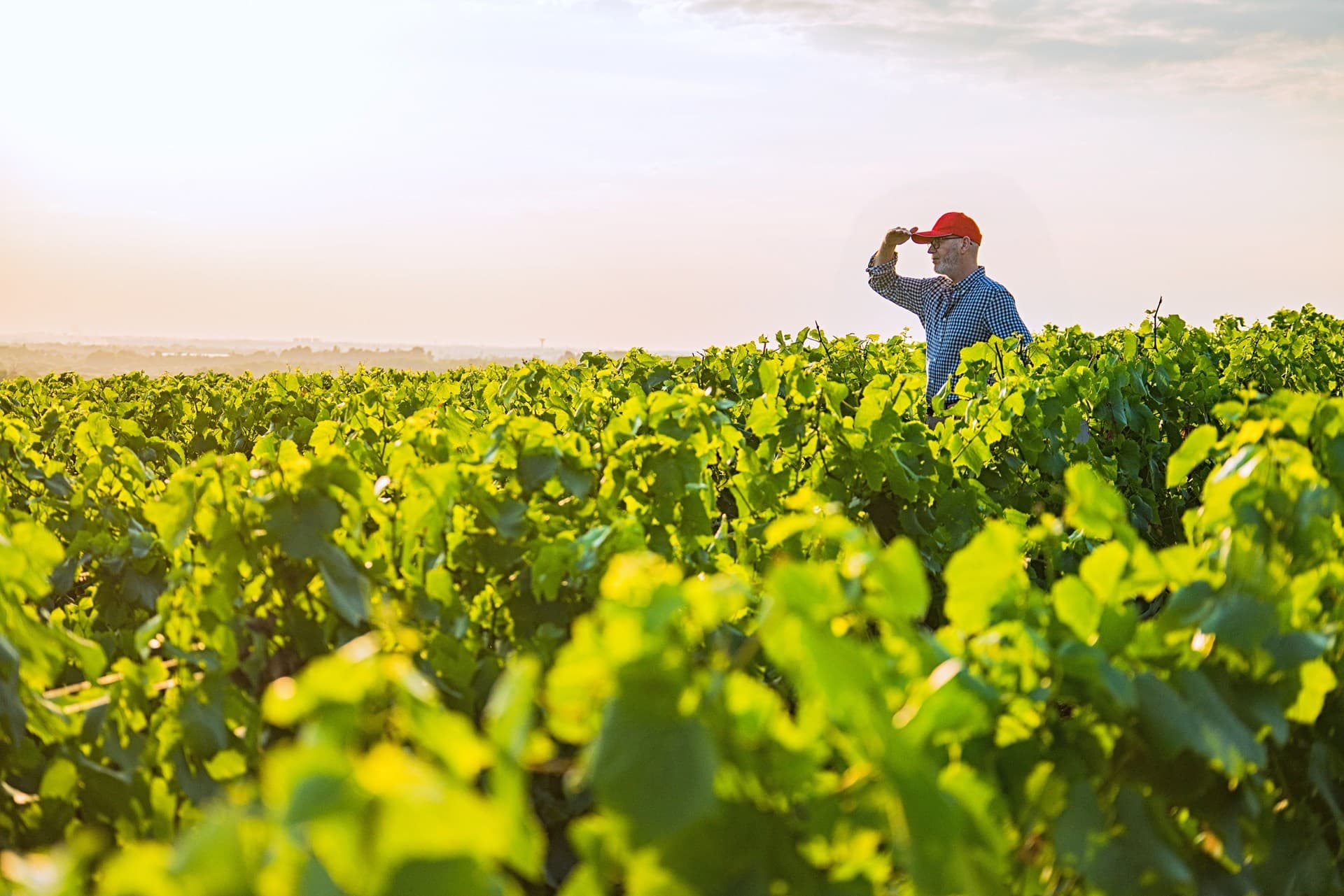 Colaboradores de Vendima: Fuerza para el vino del Salnés