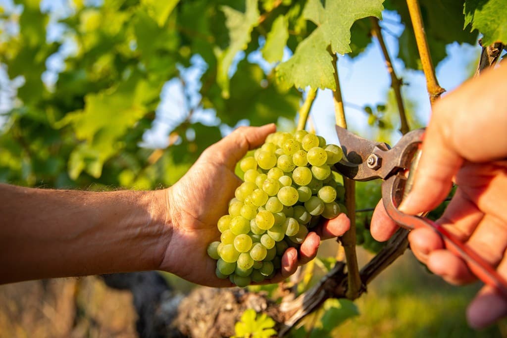 Colaboradores de Vendima: Fuerza para el vino del Salnés