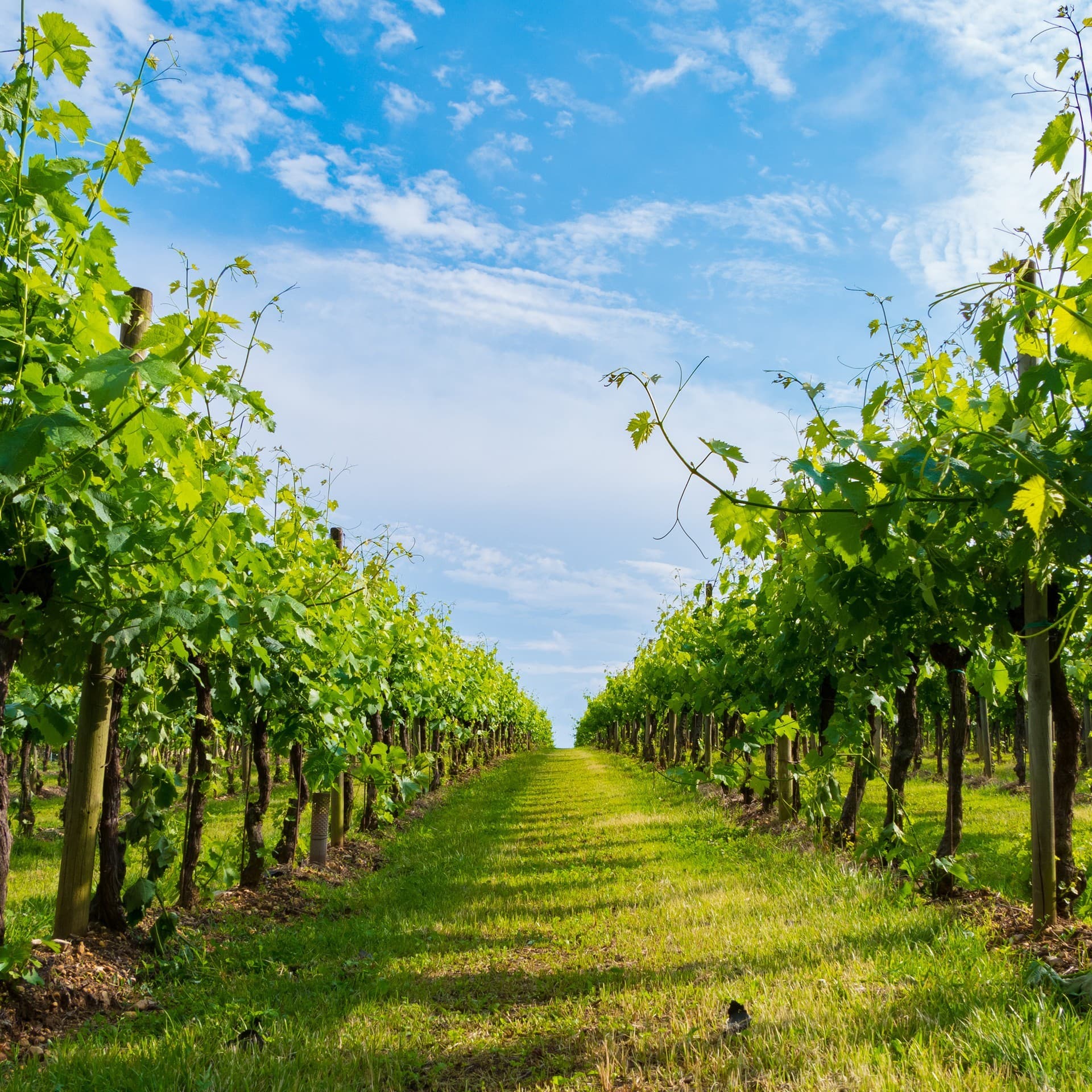 Apoyo integral al pequeño viticultor del Salnés desde 2010