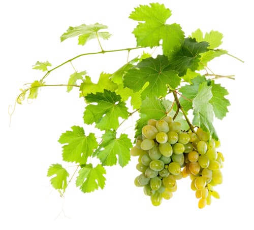 uvas