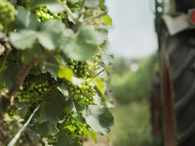 La asociación de viticultores Vendima logra una póliza de responsabilidad medioambiental